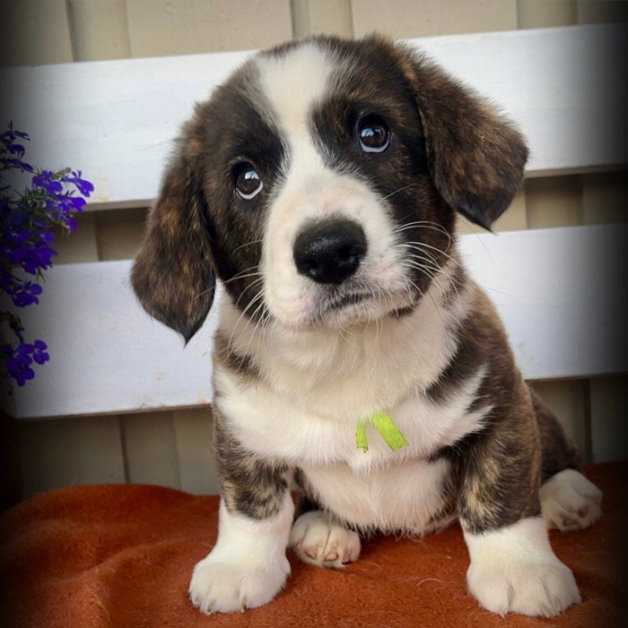 Nydelige Welsh Corgi cardigan valper⭐️  3 gutter ledig 💙💙💙💙