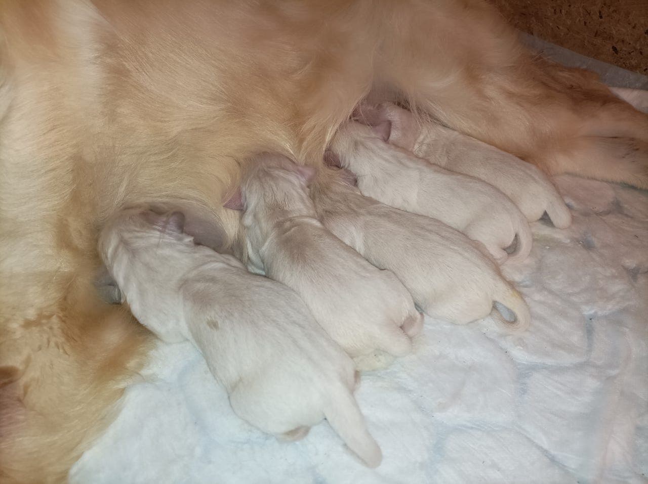 Golden Retriever valper