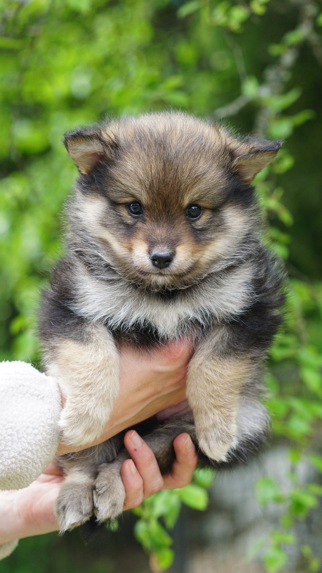 Finsk lapphund valper