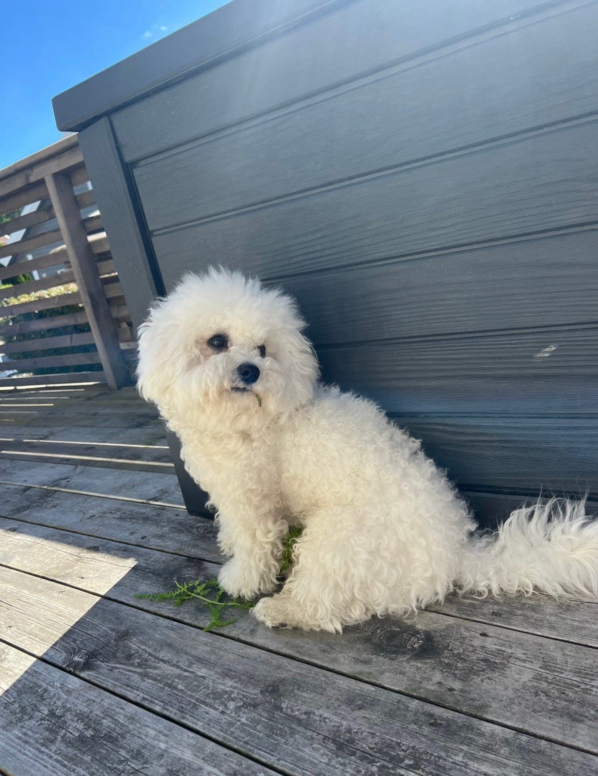 Trygt og varig hjem ønskes til verdens beste hund