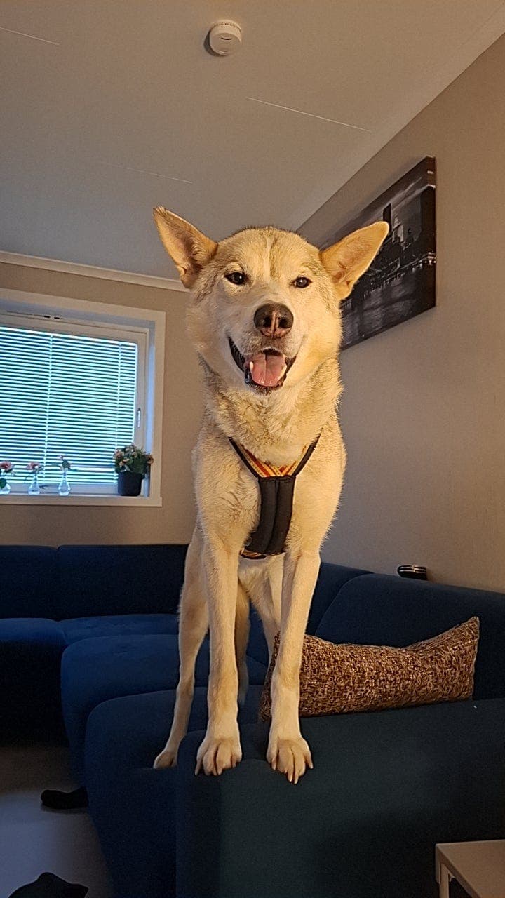 To flotte huskyer søker nyttig kjærlighet <3