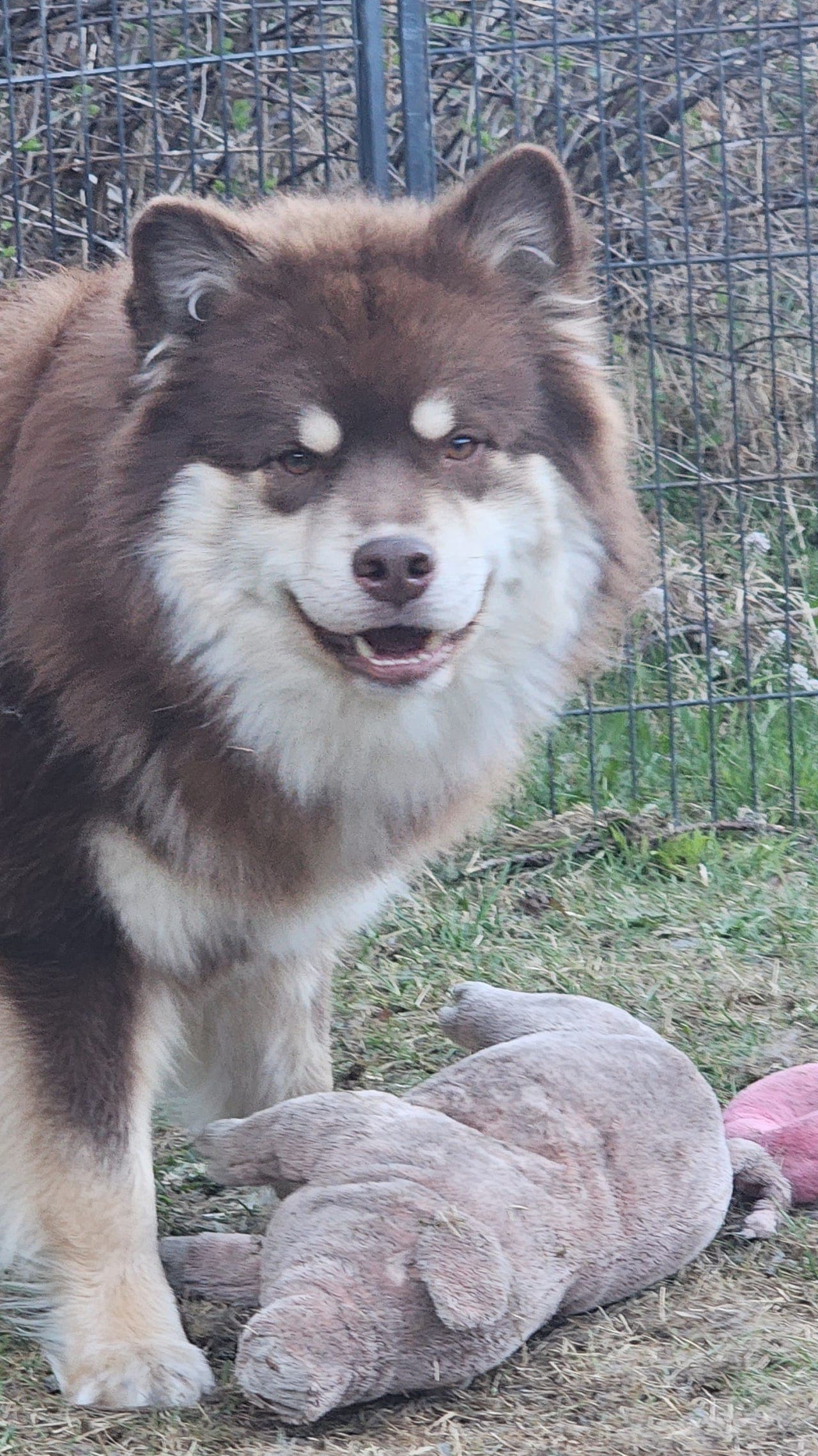 Fôrvert til Finsk lapphund hannhund 1 år