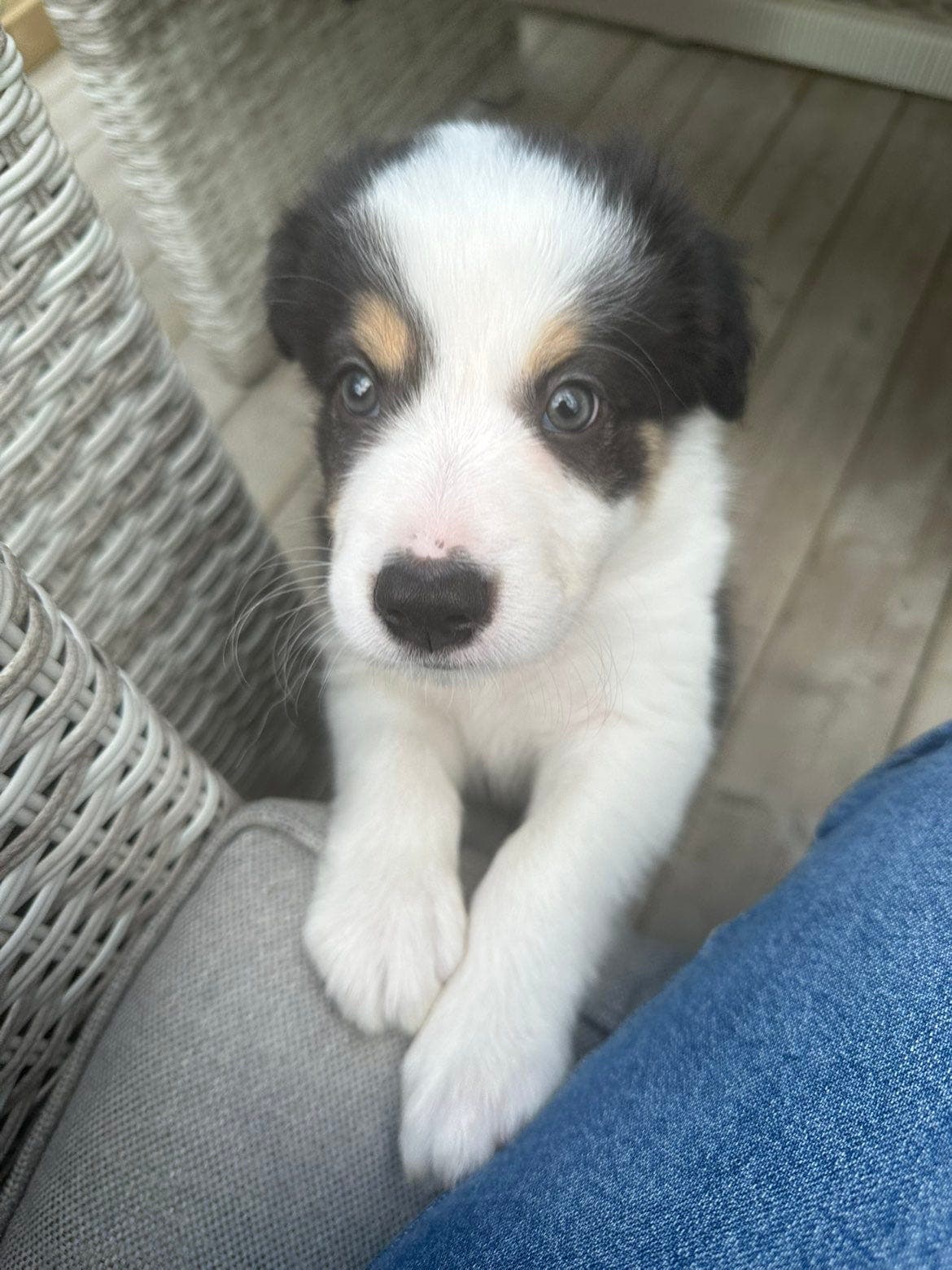 1 LEDIG BORDER COLLIE GUTT