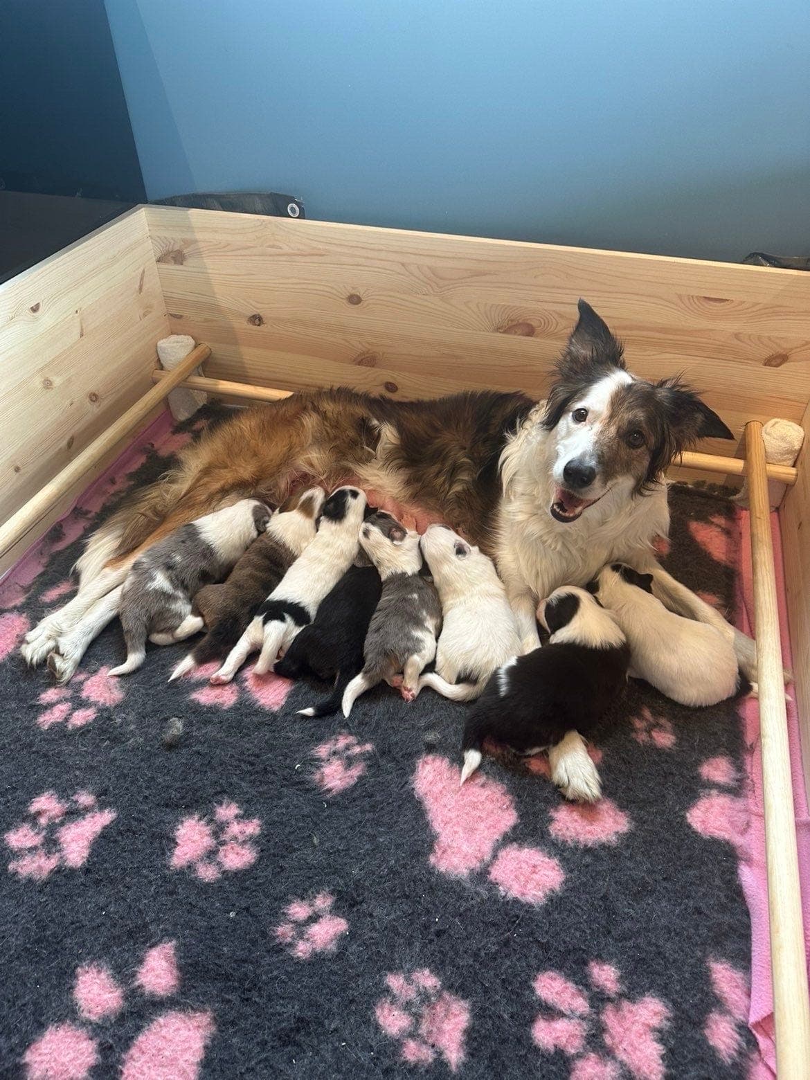 Border Collie valper