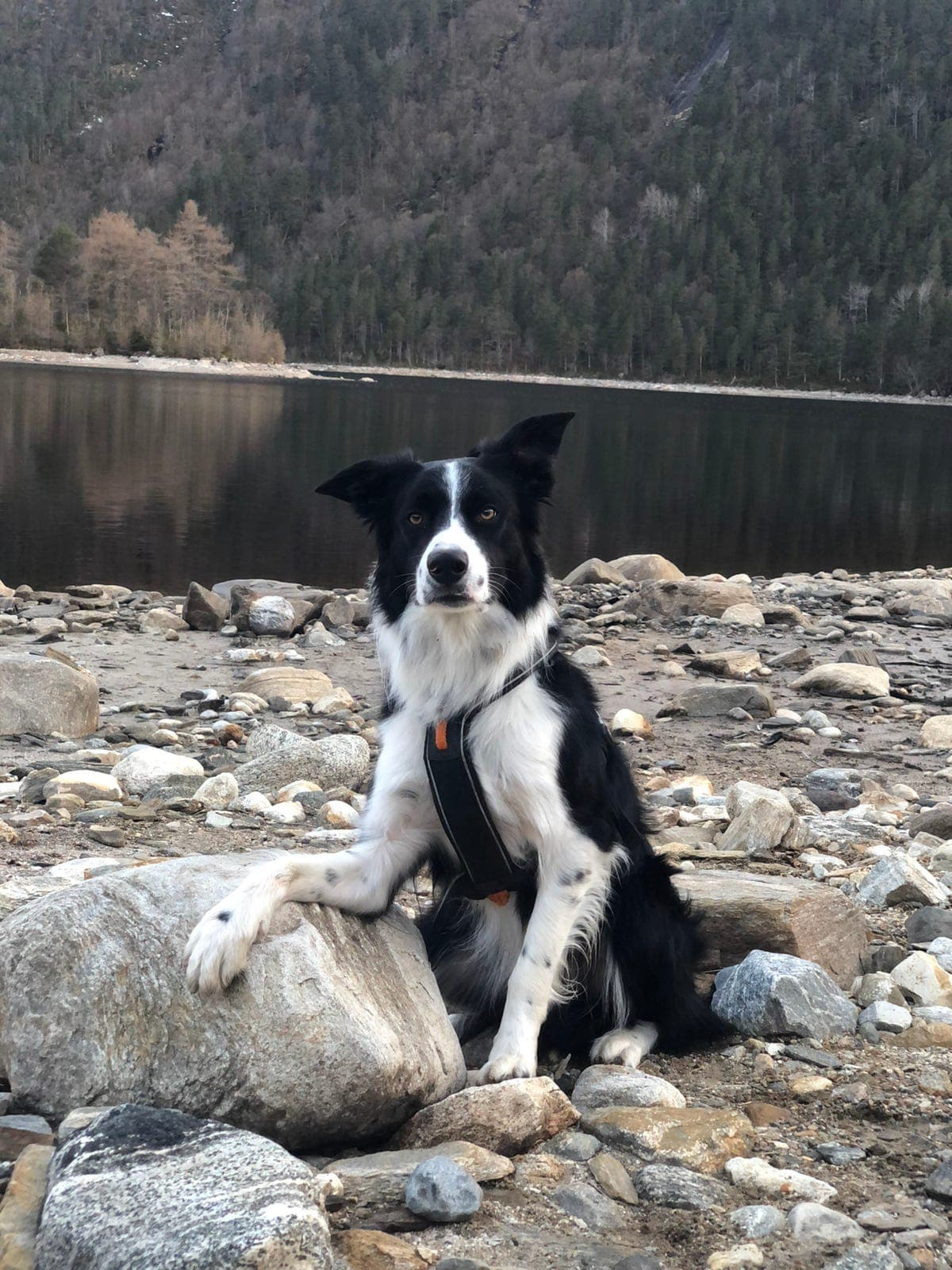Border collie 6 år omplasseres