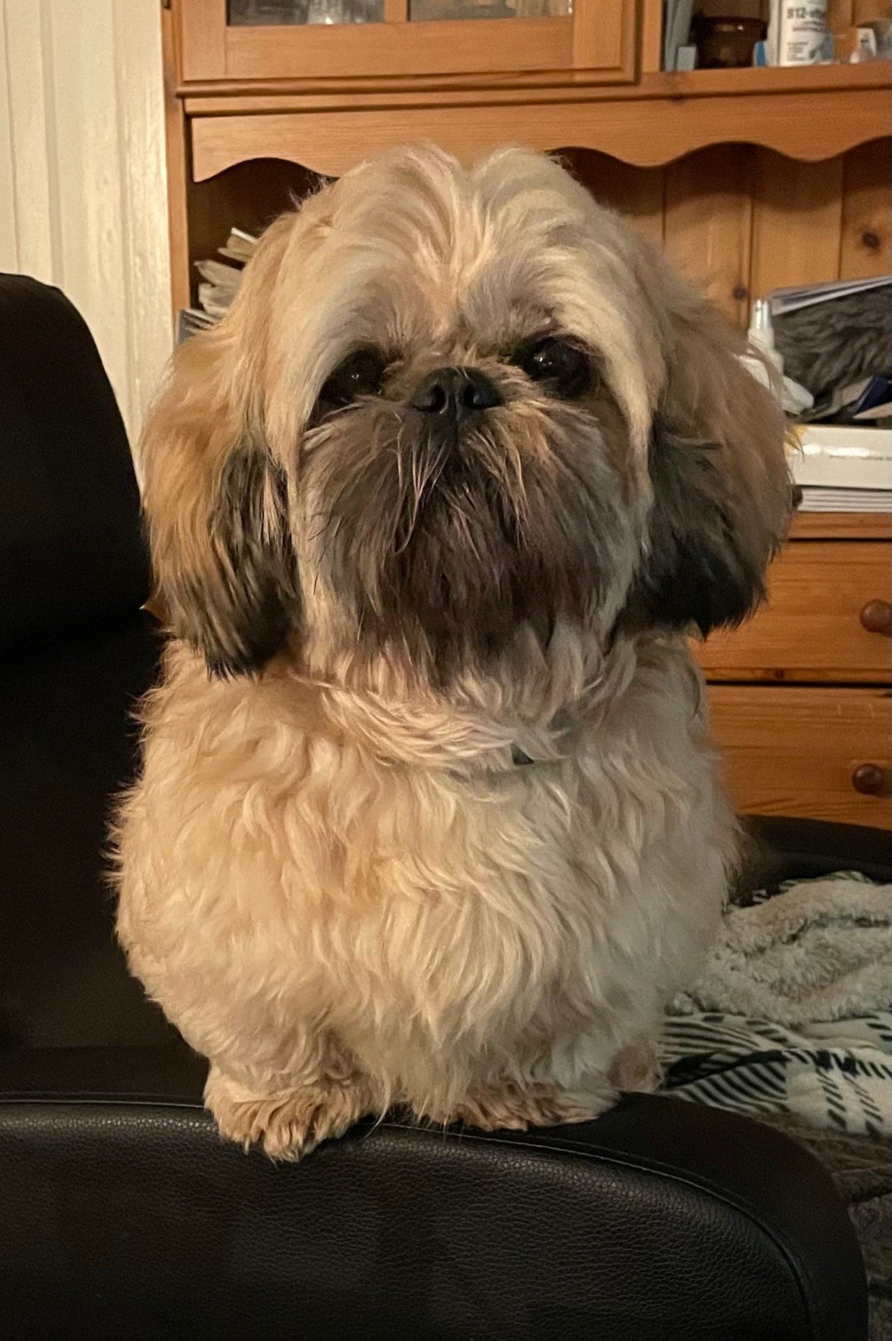 Shih Tzu valper