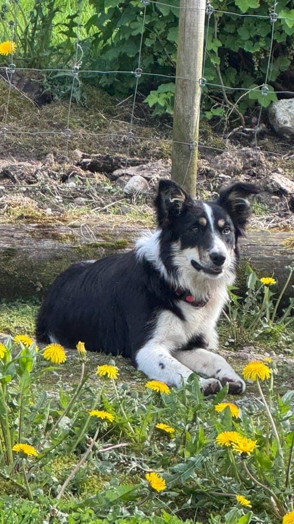 Border collie