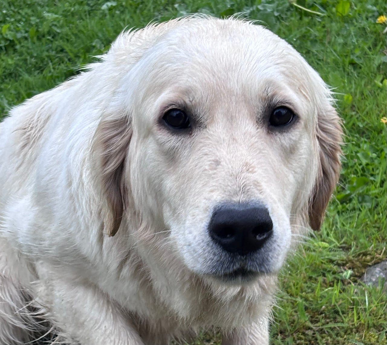 Golden Retriever