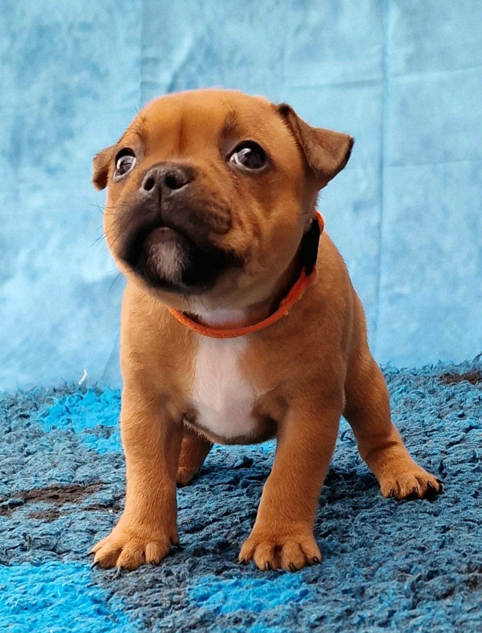Staffordshire Bull Terrier - Tispevalp søker fòrvert i Tromsø/omeng