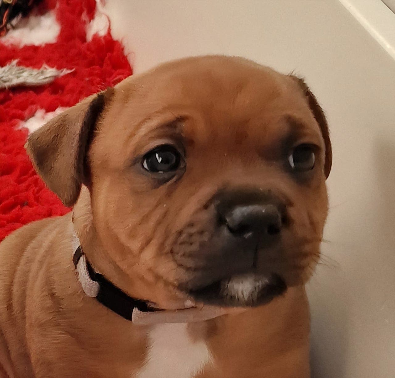 Staffordshire Bull Terrier - Hannvalp søker fòrvert i Tromsø/omeng