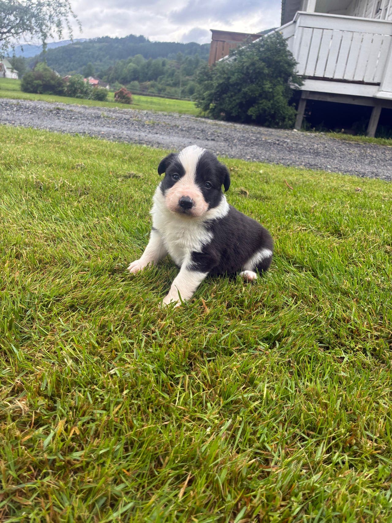 Border collie kvelpar
