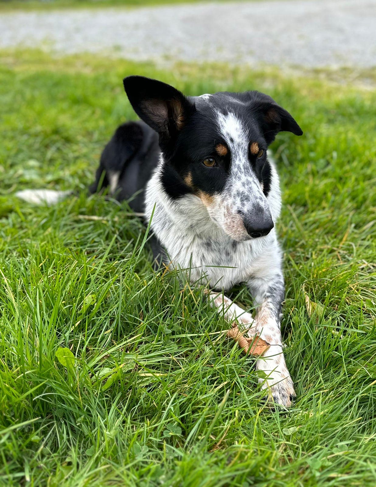 NKK registrerte Border Collie valper