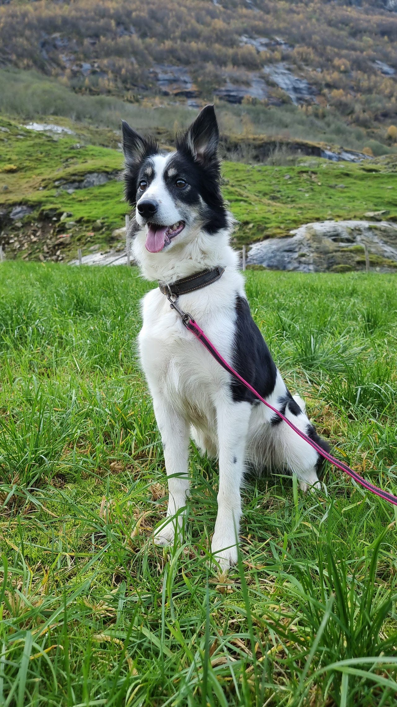 Border Collie tispe selges