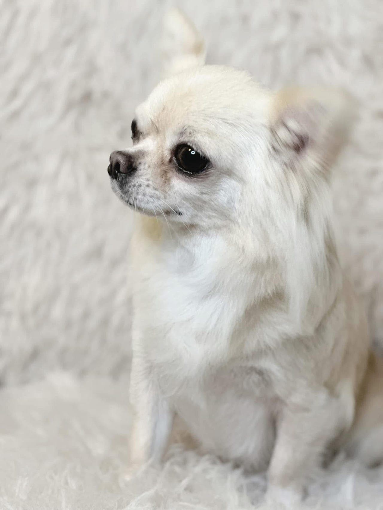 Voksne chihuahua creme langhårstisper søker hjem