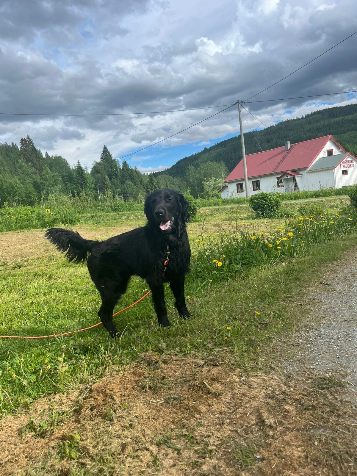 Flatcoated retriver omplassering