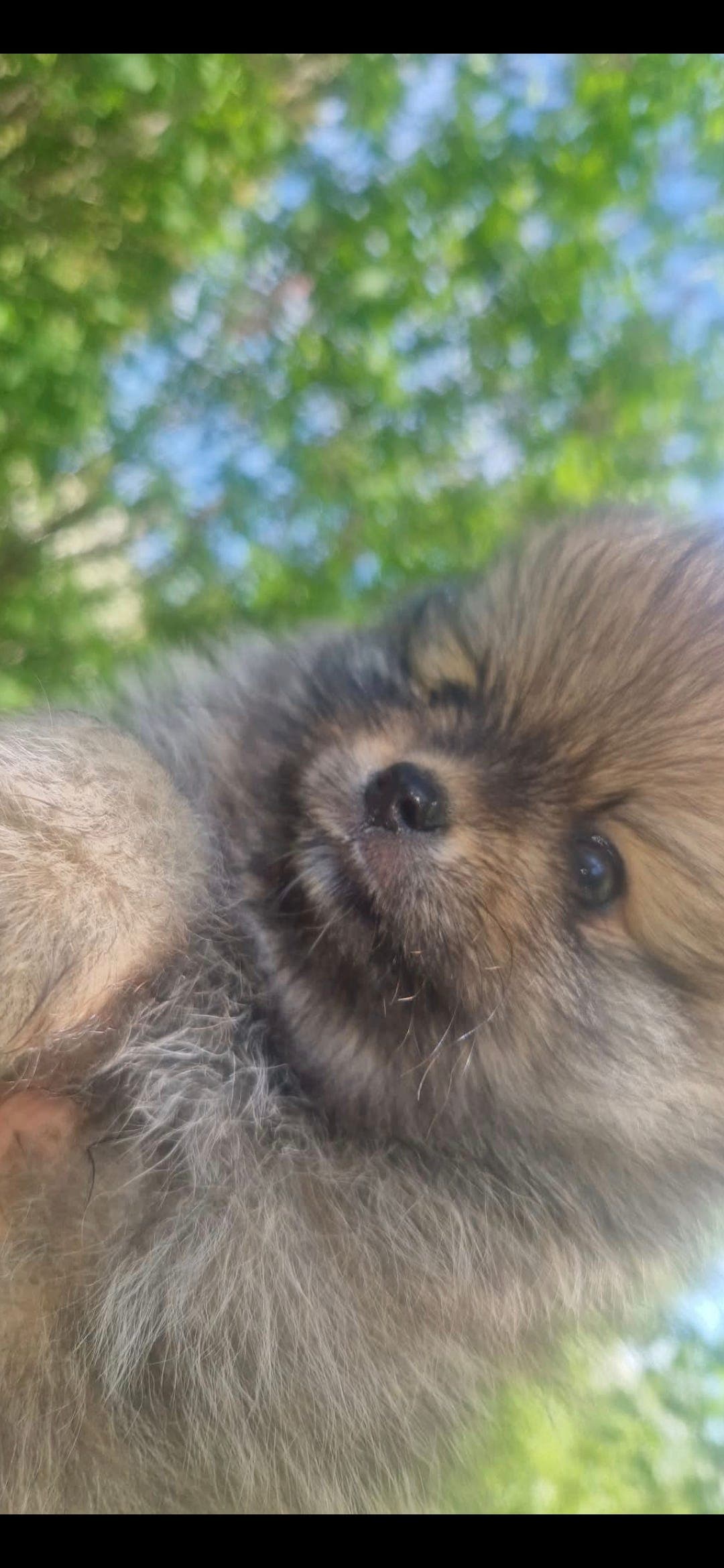 Pomeranian hann og tispe valp