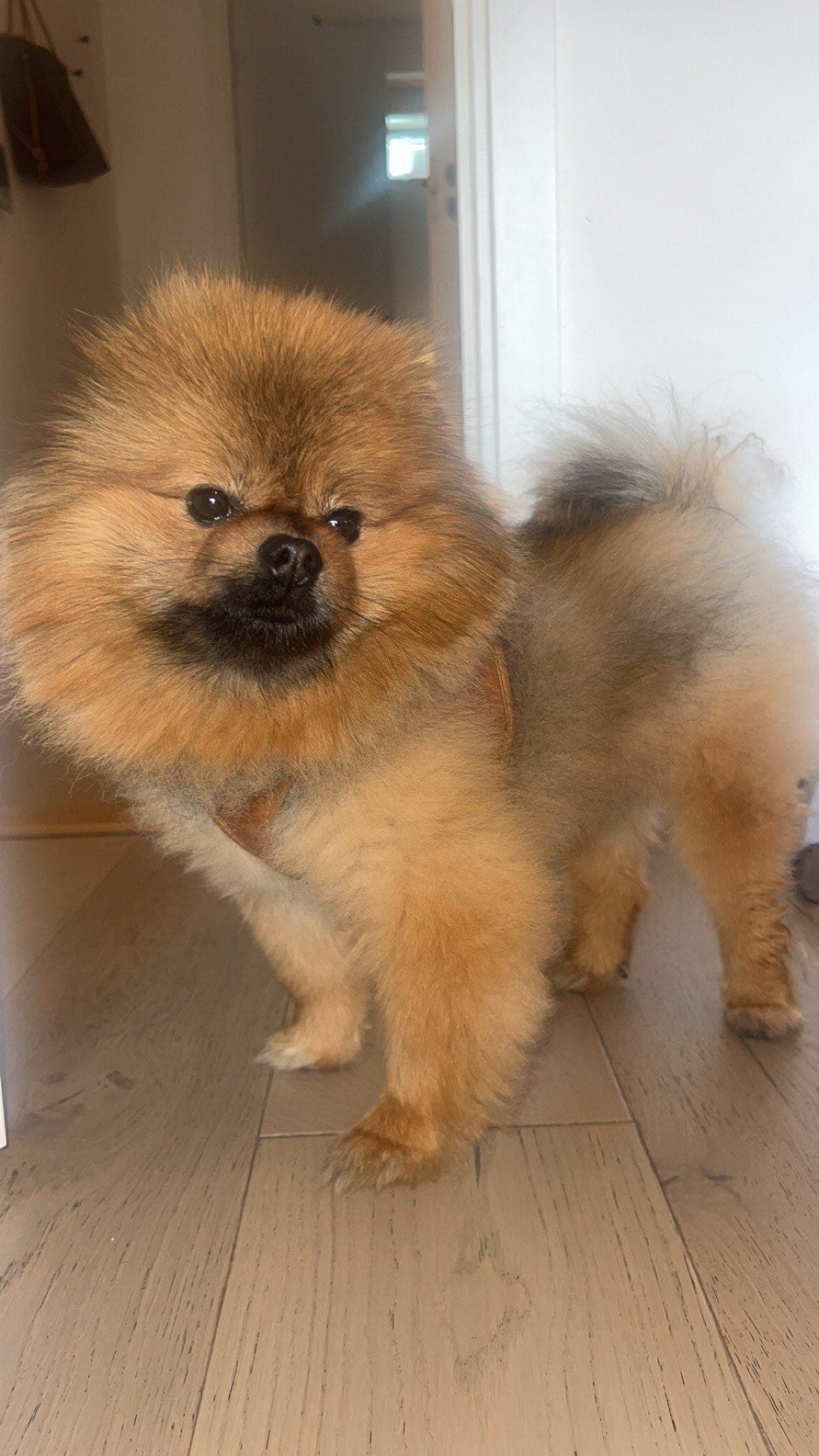NKK-registrert Pomeranian hann til salgs