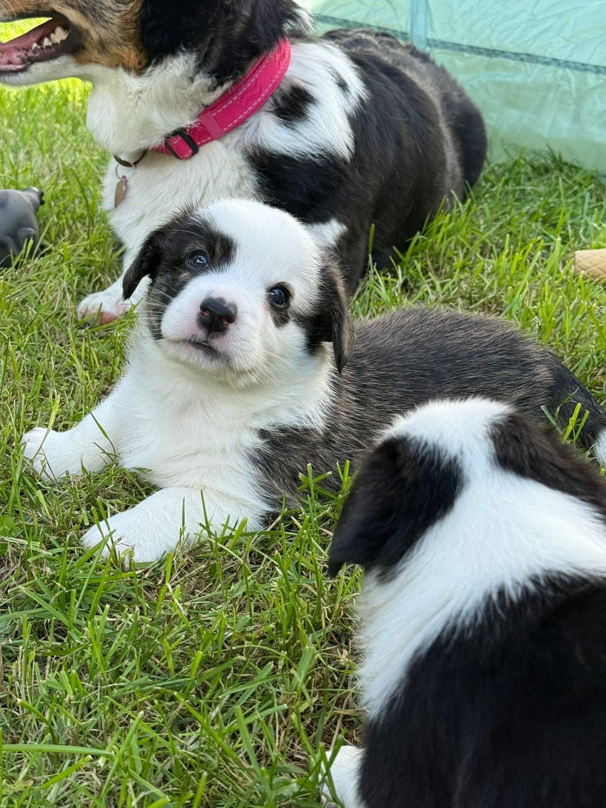 Welsh Corgi Cardigan valper