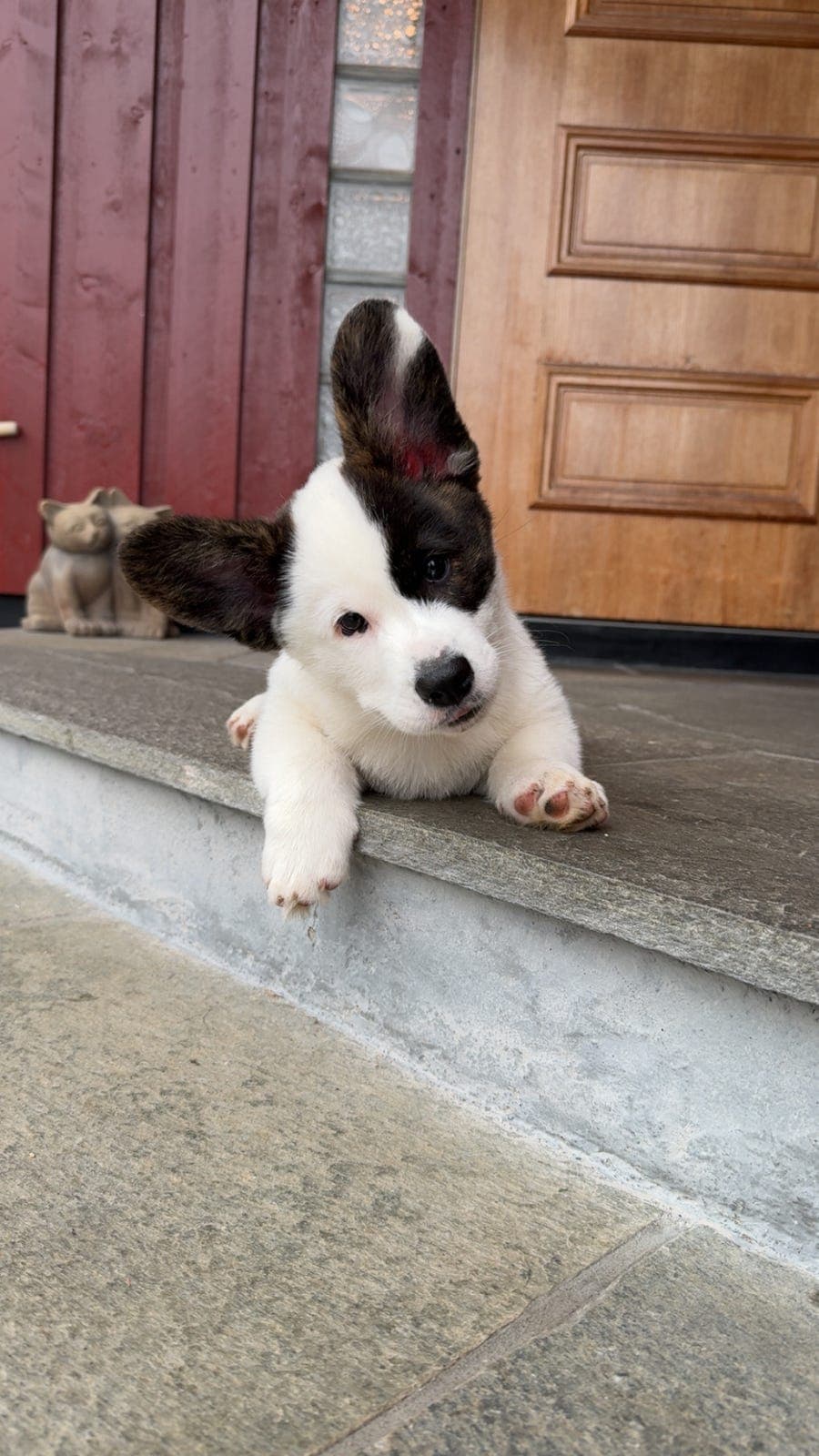 Welsh Corgi Cardigan 1 ledig hann!