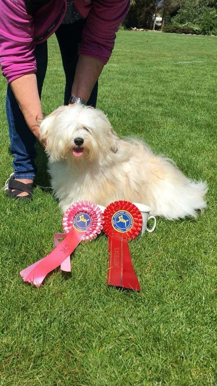 Bichon Havanais valper ventes.