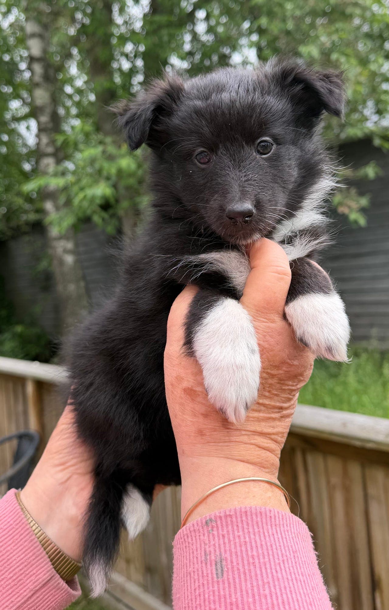 Shetlandsheepdog valper til salg