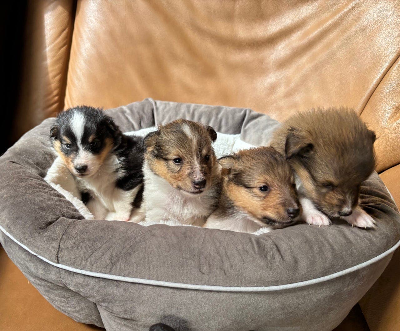 Shetland sheepdog valper
