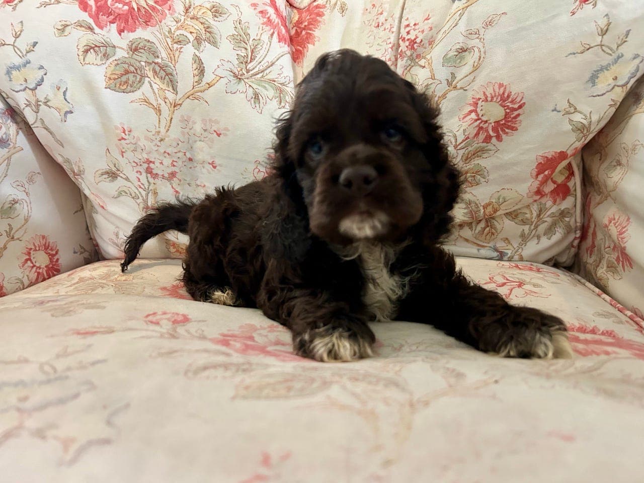 Amerikansk Cocker Spaniel valp