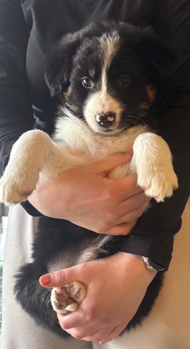 Border collie