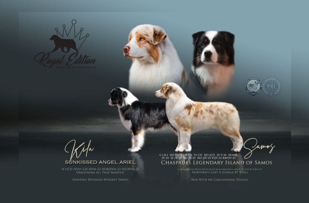 Australian Shepherd valper