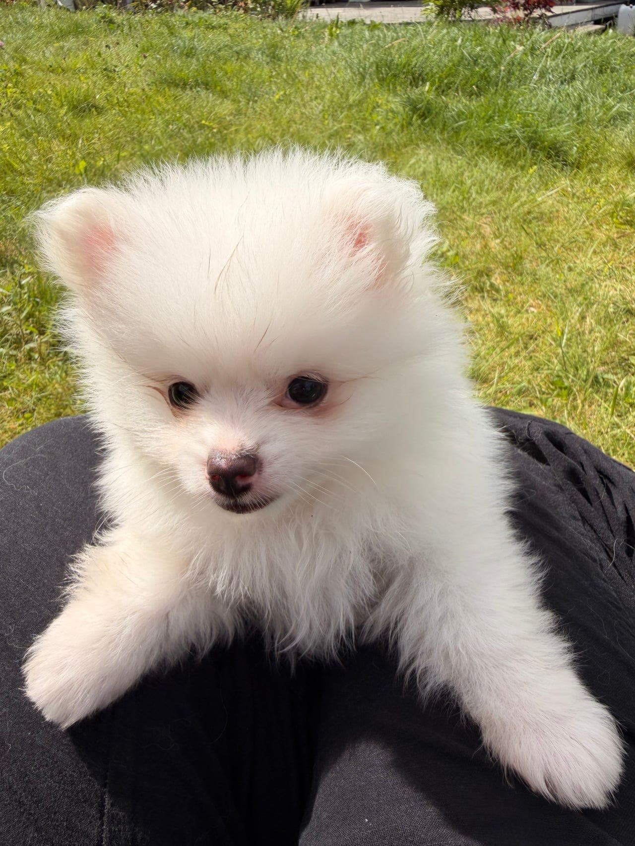 Pomeranian gutt