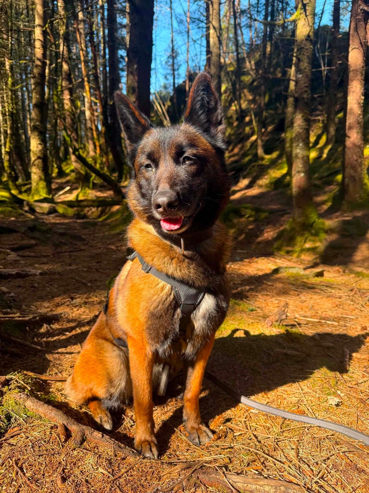 Malinois tispe 3år søker nytt hjem