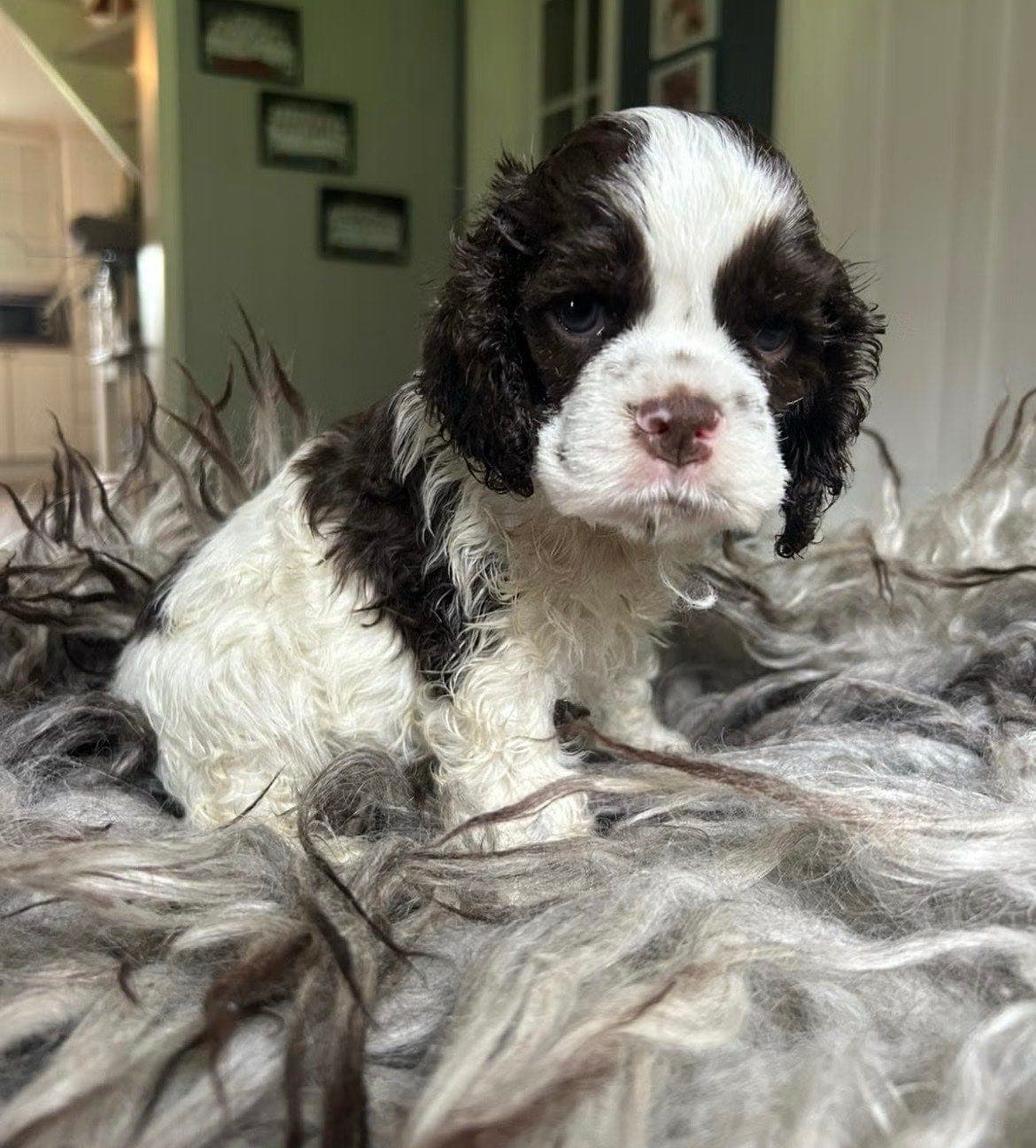 Amerikansk Cocker Spaniel hannvalper