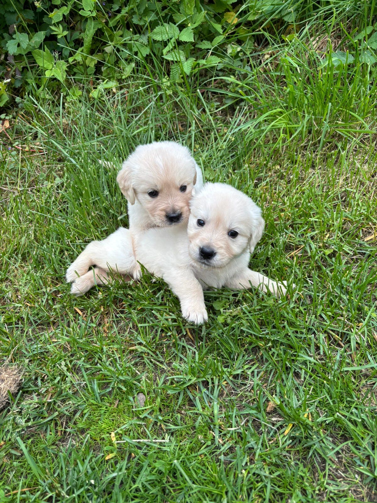 Nydelige golden retriever valper❤️