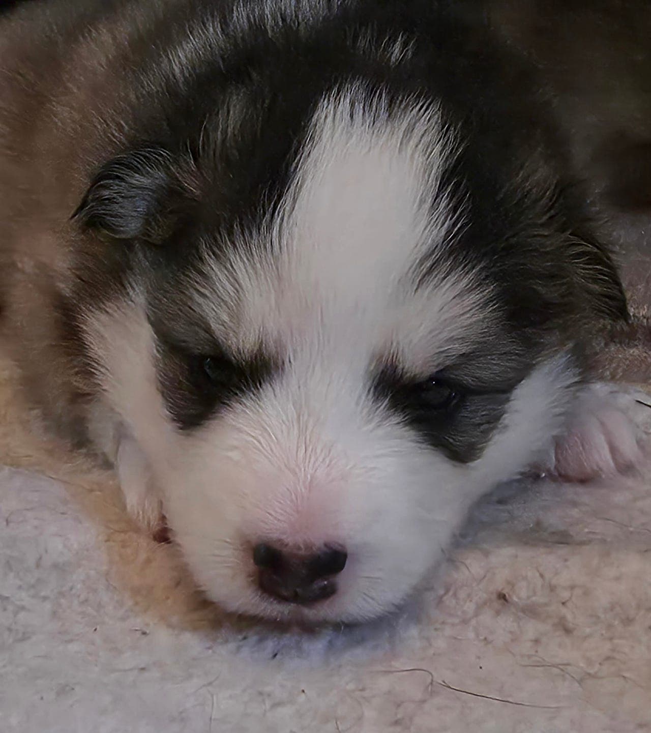 Yakutian Laika. 7 valper født den 7 juli. 2 gutter, og 1 jente ledig. ledig.