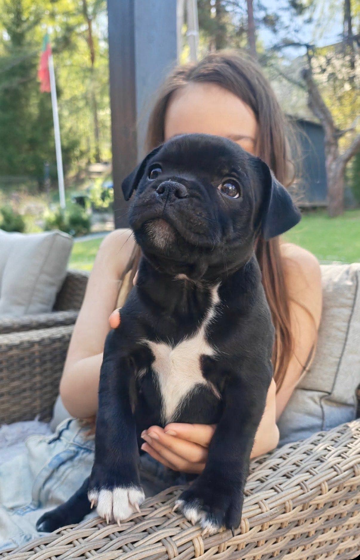 Staffordshire Bull Terrier hannvalp søker forvert
