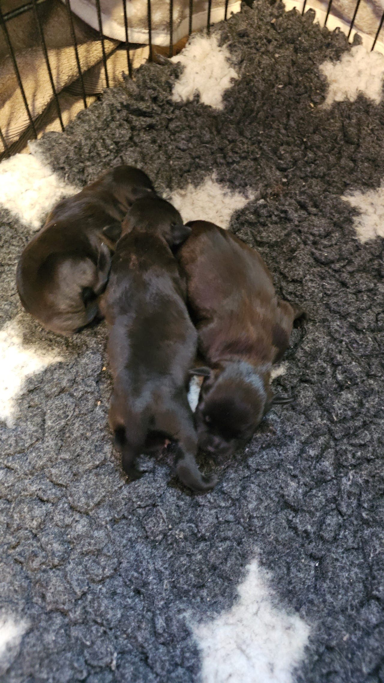 Staffordshire Bull terrier valp født 6/6-26
