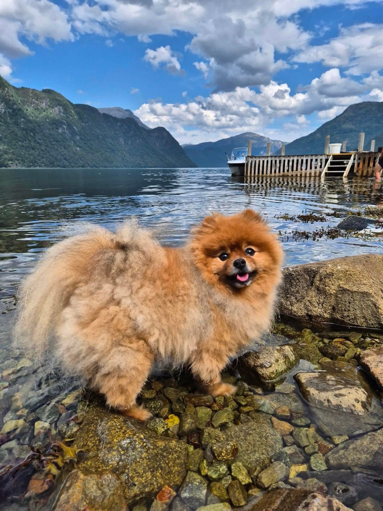 Kjærlig Pomeranian-gutt på 8 år søker rolig og omsorgsfullt hjem