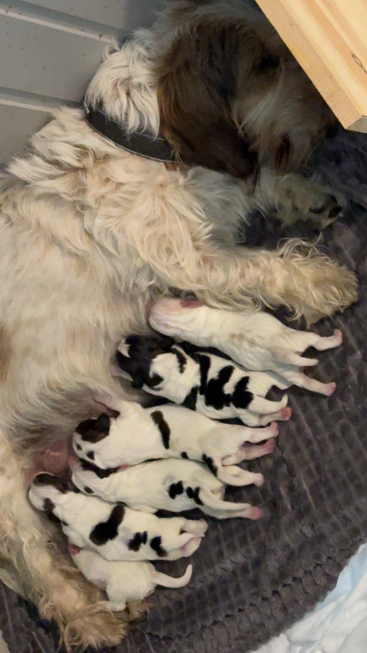 Petit Basset griffon vendeen valper