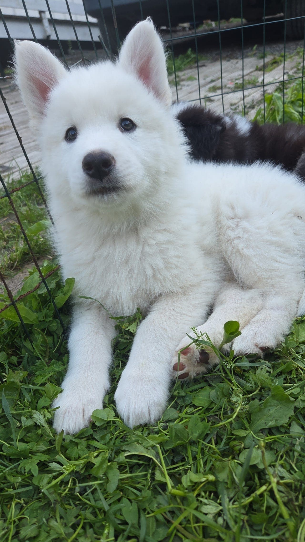 Yakutian Laika