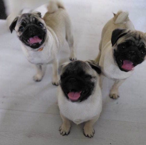 Mops valper