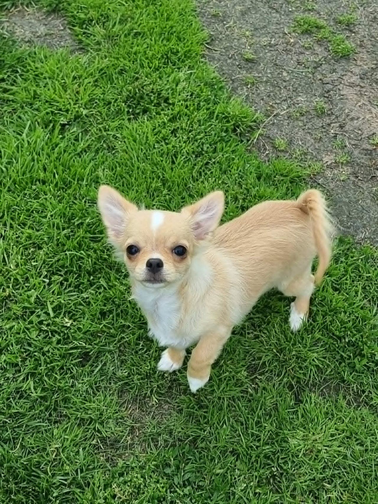 Langhåret chihuahua hannvalp reg. i NKK for salg