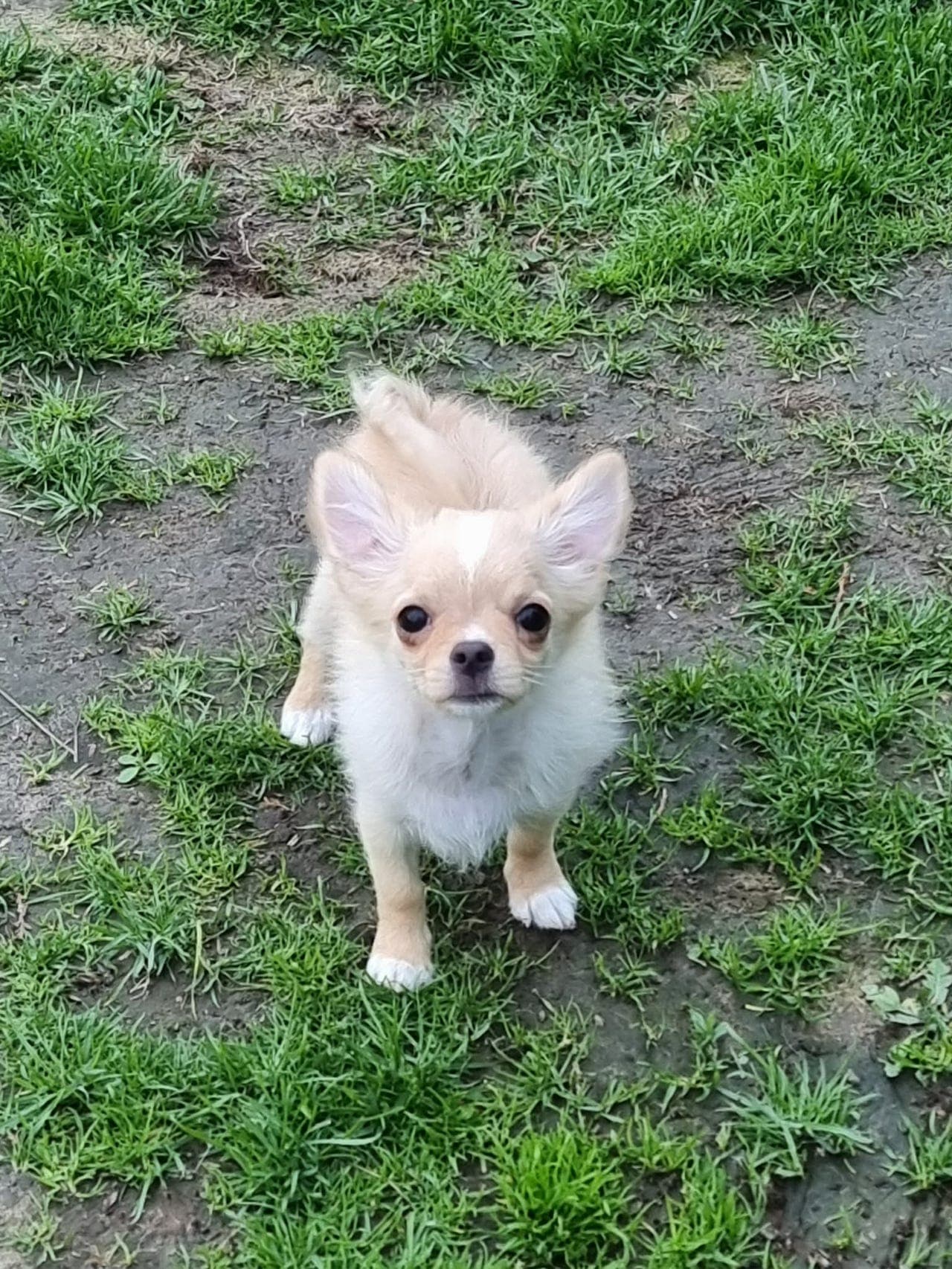 Langhåret chihuahua hannvalp reg. i NKK for salg