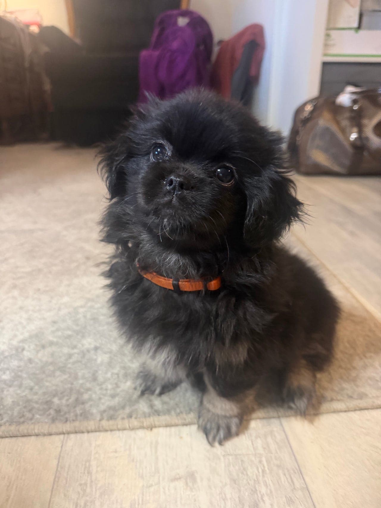 Tibetansk Spaniel hannvalper søker sine egne familier