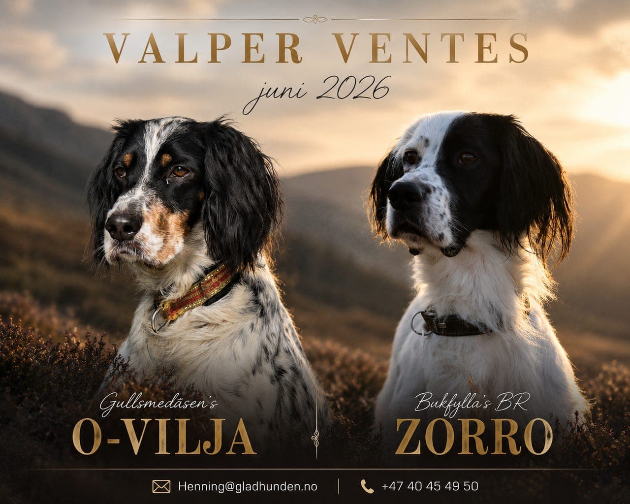 Engelsk setter valper forventes 24 juni