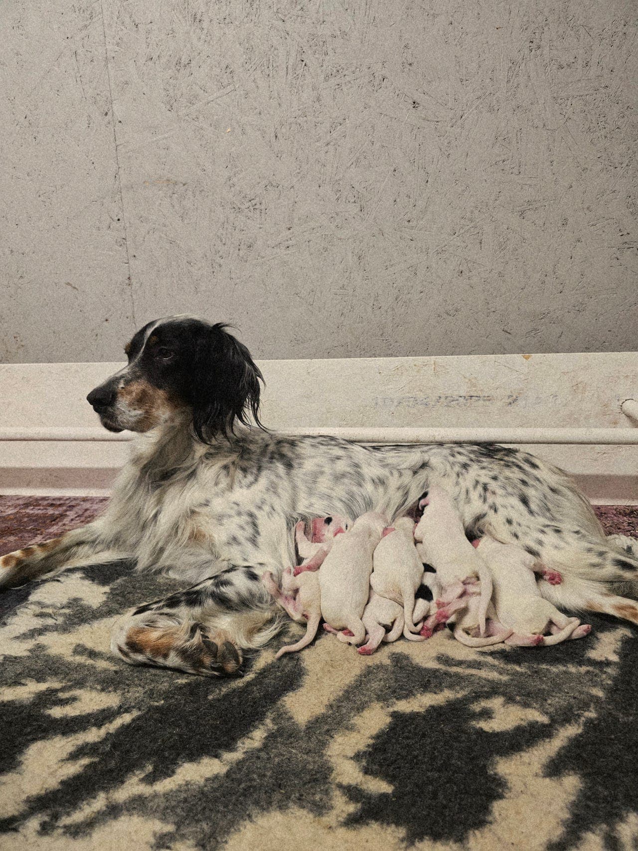 Engelsk setter valper født 22 juni, premierte foreldre. 1 ledig tispe.