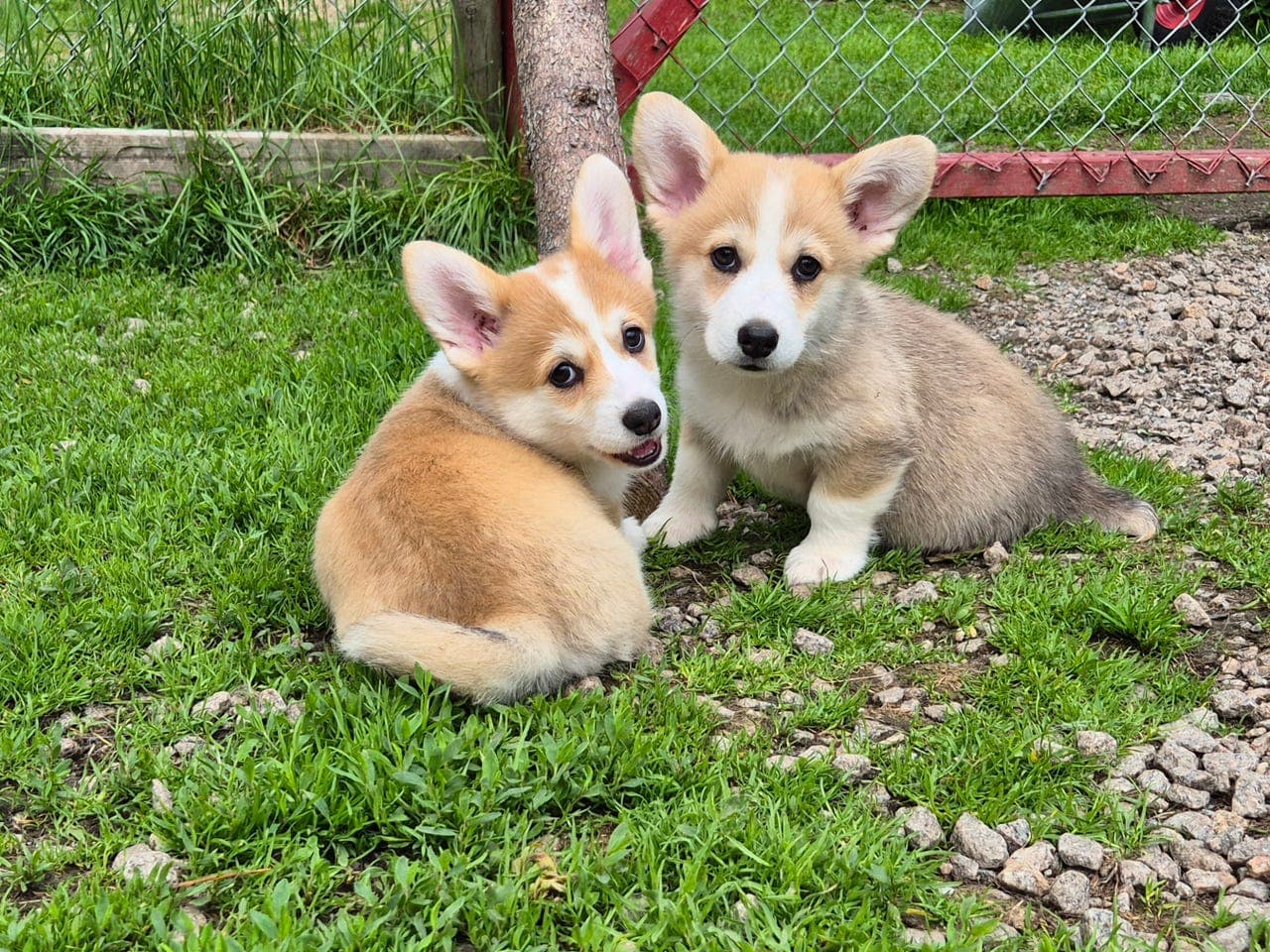 welsh corgi pembroke valper