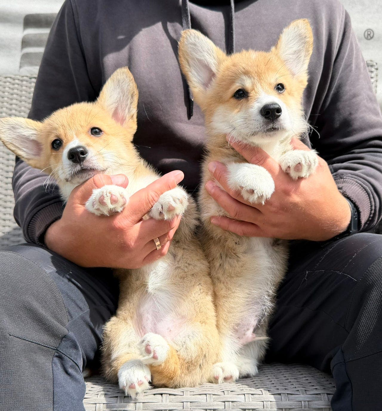 Corgi