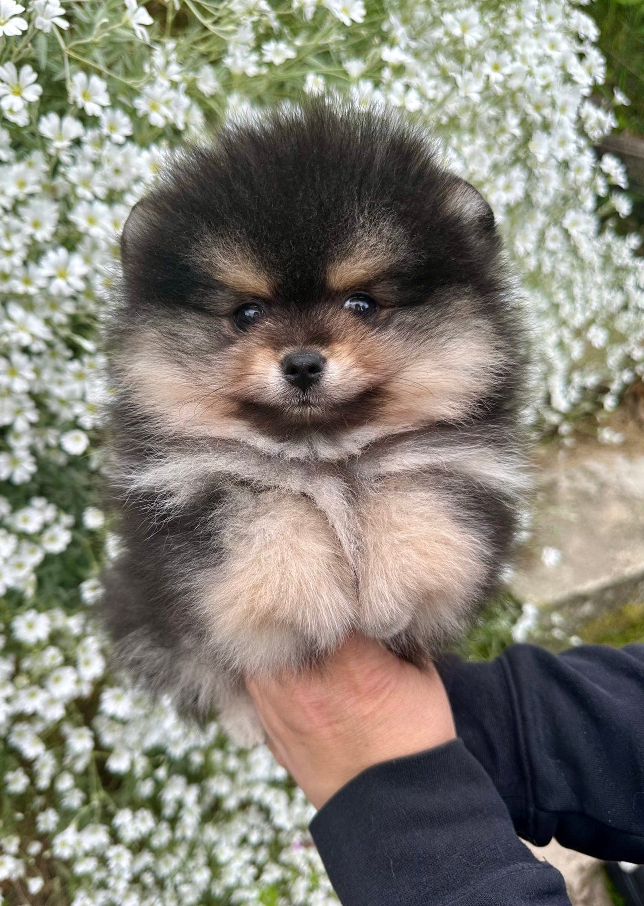 Leveringsklar Pomeranian valp med stamtavle