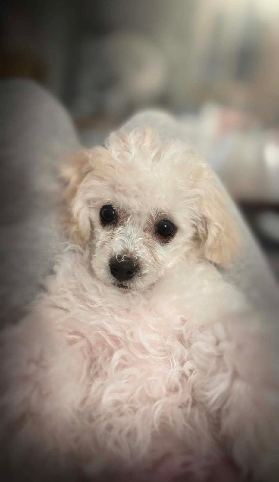 Leveringsklar Bichon frise-tispe