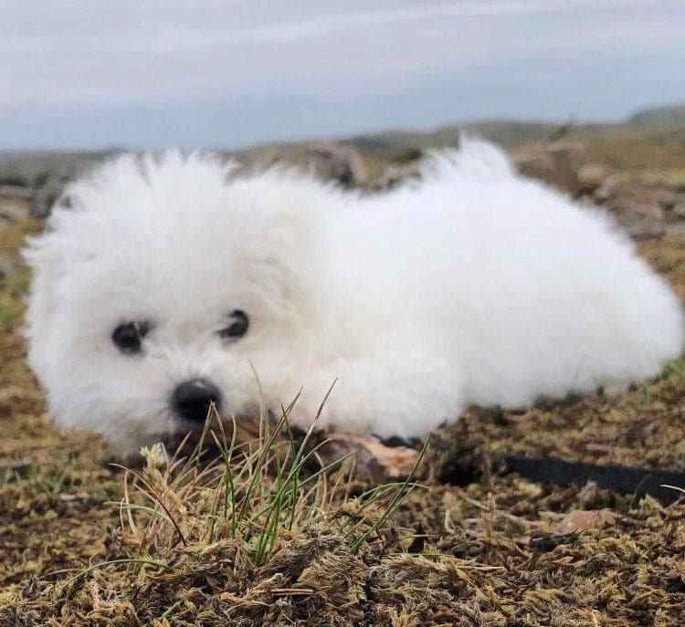 Bichon frise-valper